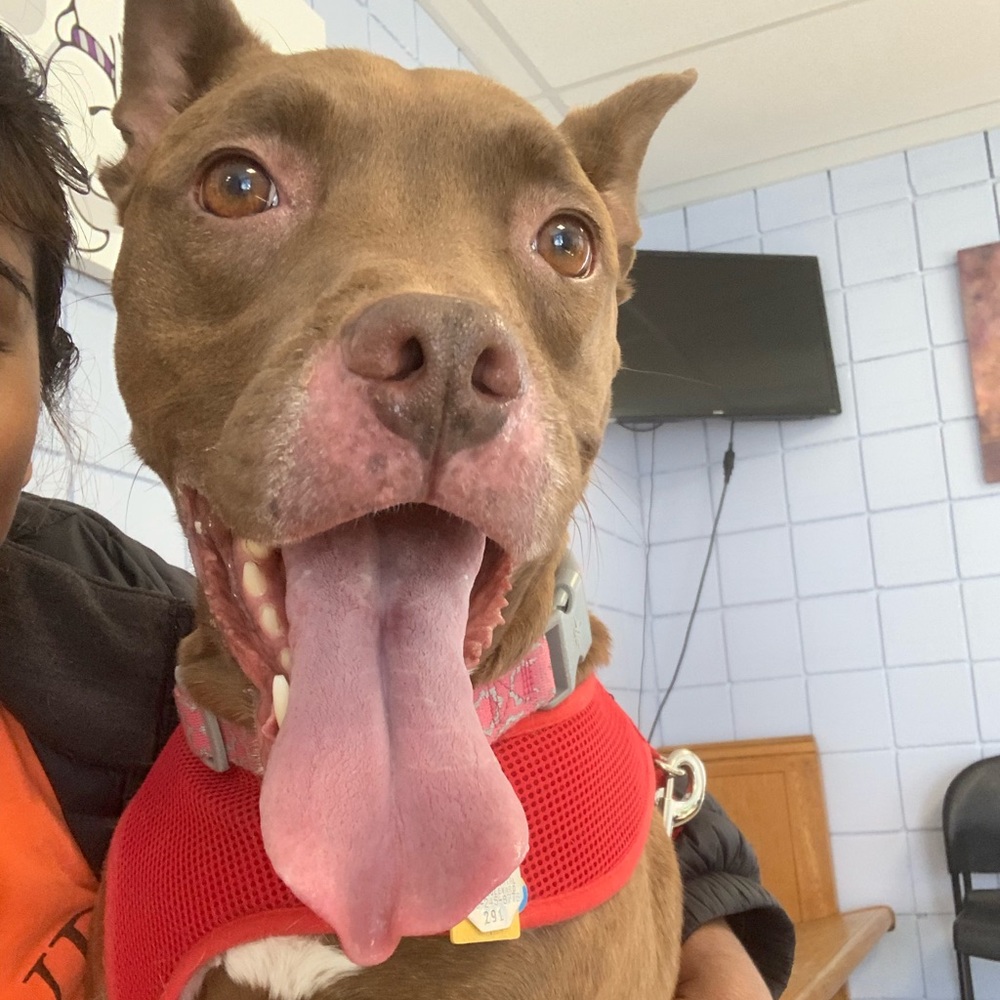 Meet your Posher, Kira